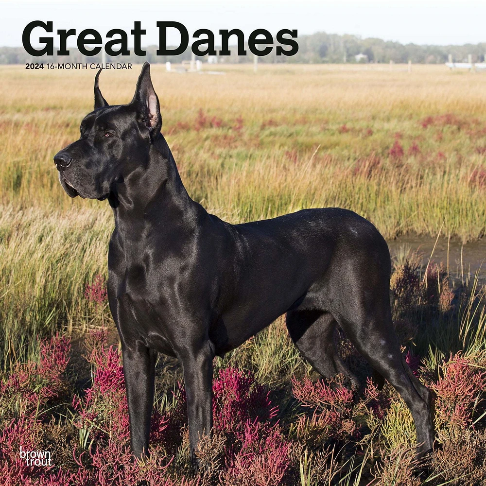 BrownTrout Great Danes 2024 12x24 Inch Square Wall Calendar, 9781975462970