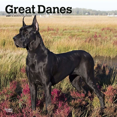 BrownTrout Great Danes 2024 12x24 Inch Square Wall Calendar, 9781975462970