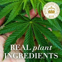 Herbal Essences bio:renew Hemp + Potent Aloe Sulfate Free Shampoo Frizz Control, 600 mL