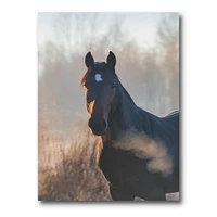Designart Portrait d'un cheval un matin d'automne Art mural sur toile