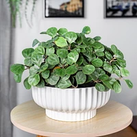 Better Homes & Gardens 8" Ceramic Cup Pot-White, Flower pot