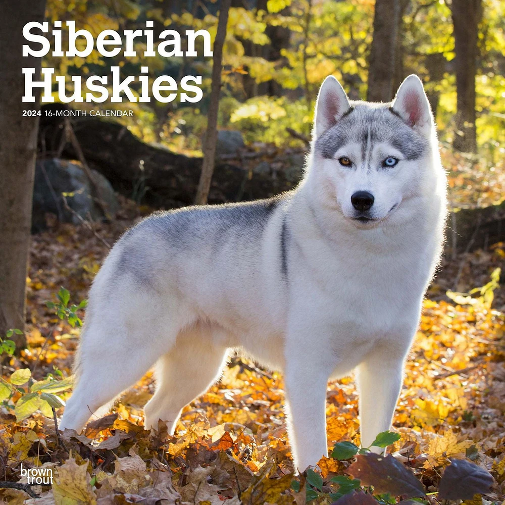 BrownTrout Siberian Huskies 2024 12x24 Inch Square Wall Calendar, 9781975465063