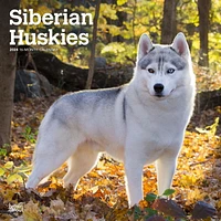 BrownTrout Siberian Huskies 2024 12x24 Inch Square Wall Calendar, 9781975465063