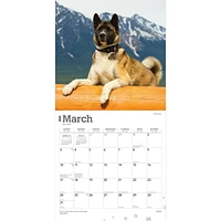 BrownTrout Akitas 2024 12x24 Inch Square Wall Calendar, 9781975467784