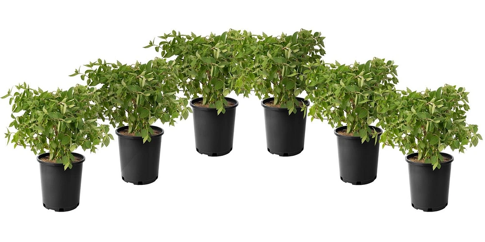 1 Gallon (3.8L) PeeGee Hydrangea Shrub 6 Pack