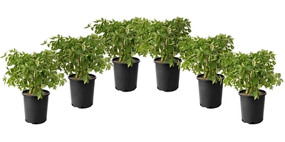 1 Gallon (3.8L) PeeGee Hydrangea Shrub 6 Pack