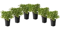 1 Gallon (3.8L) PeeGee Hydrangea Shrub 6 Pack