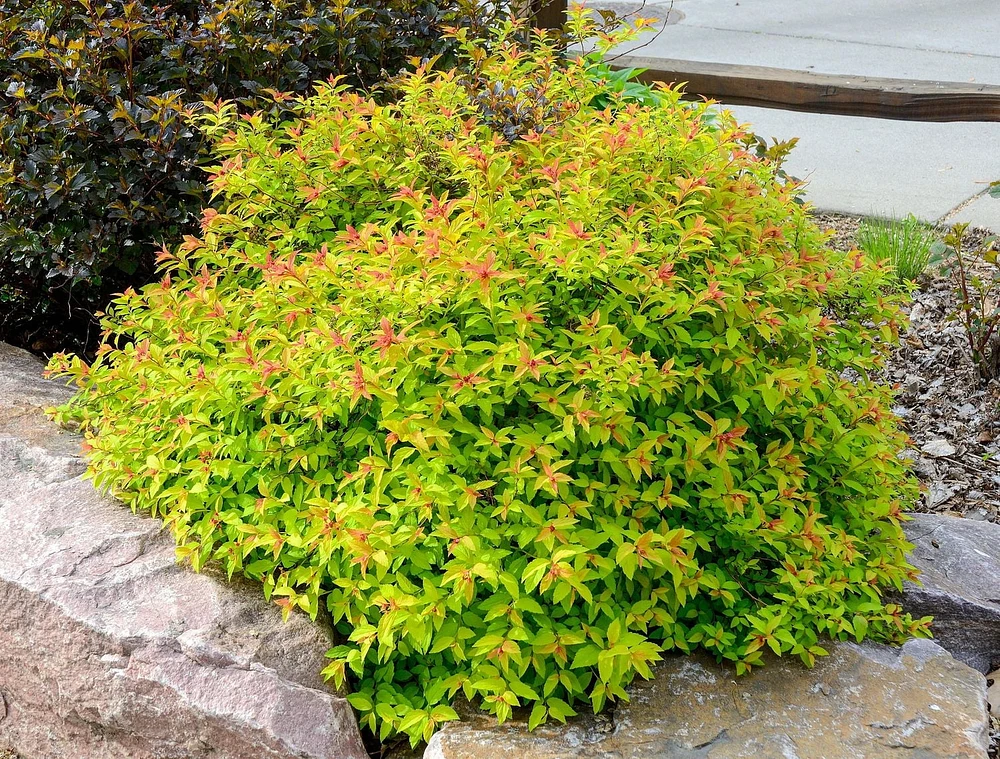 2 Gallon (7.5L) Goldflame Spirea Shrub