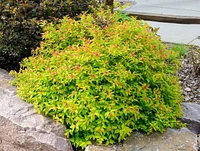 2 Gallon (7.5L) Goldflame Spirea Shrub