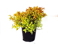 2 Gallon (7.5L) Goldflame Spirea Shrub