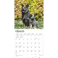 BrownTrout Blue Heelers 2024 12x24 Inch Square Wall Calendar, 9781975461836