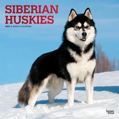Siberian Huskies 2023 Square