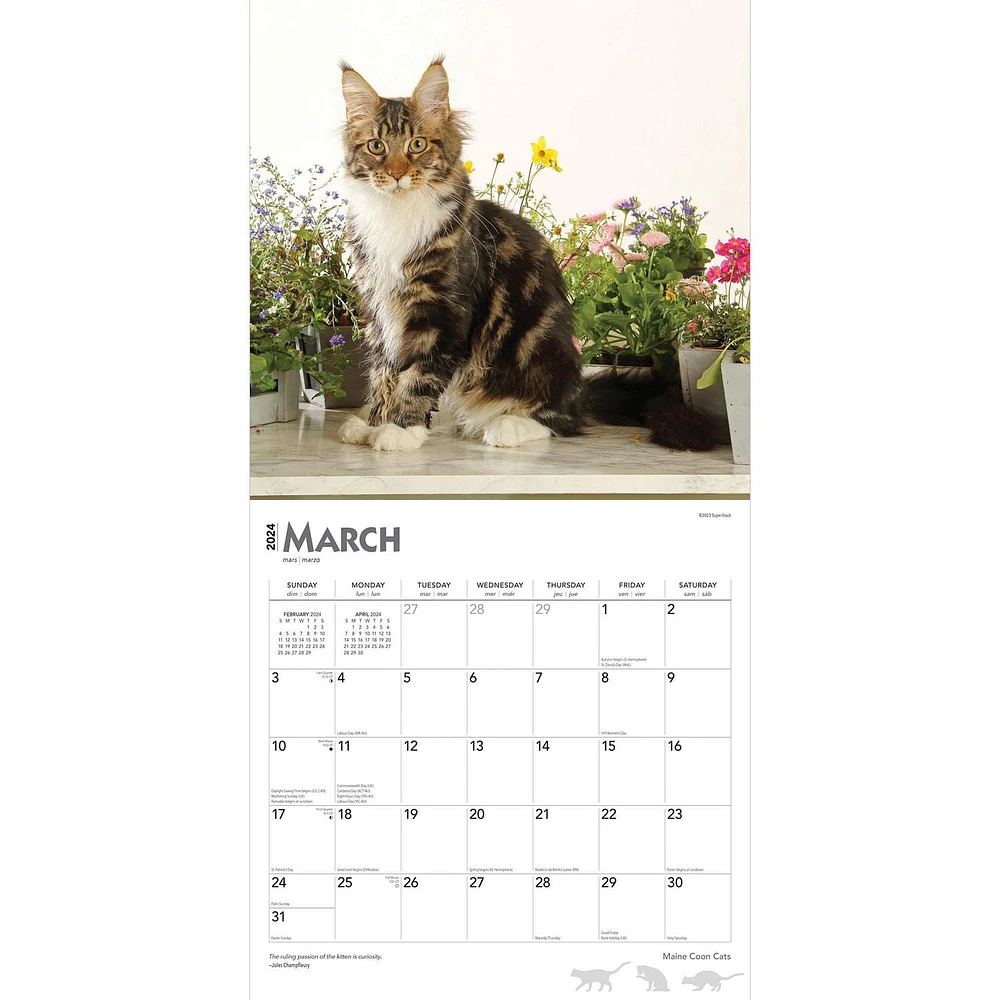 BrownTrout Maine Coon Cats 2024 12x24 Inch Square Wall Calendar, 9781975463786