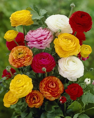 AMPOULES À FLEURS TASC - MISC RENONCULUS ASIE (8 AMPOULES)