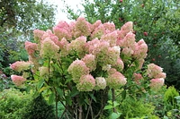 1 Gallon (3.8L) PeeGee Hydrangea Shrub 6 Pack