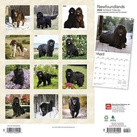 BrownTrout Newfoundlands 2024 12x24 Inch Square Wall Calendar, 9781975464295