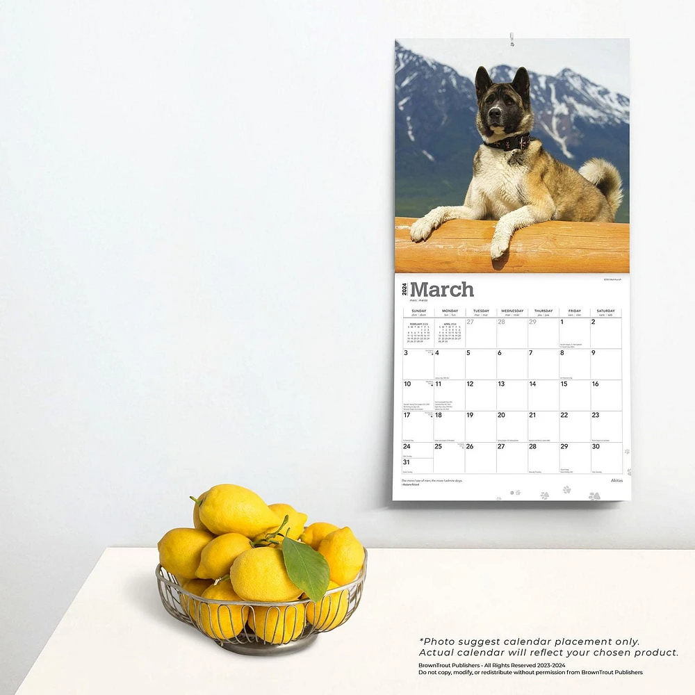 BrownTrout Akitas 2024 12x24 Inch Square Wall Calendar, 9781975467784