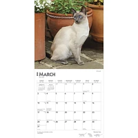 BrownTrout Siamese Cats 2024 12x24 Inch Square Wall Calendar, 9781975465056