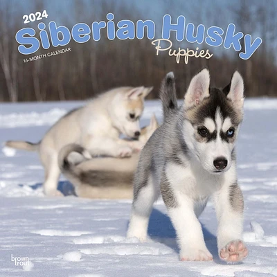 BrownTrout Siberian Husky Puppies 2024 12x24 Inch Square Wall Calendar, 9781975465087