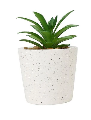 SUCCULENT IN POT