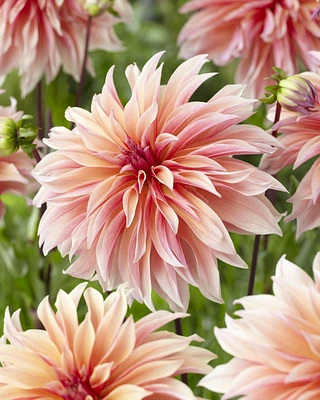 Labyrinthe des Dahlias Labyrinthe des Dahlias 2 Bulbes