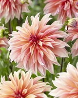 Labyrinthe des Dahlias Labyrinthe des Dahlias 2 Bulbes