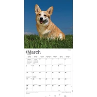 BrownTrout Pembroke Welsh Corgis 2024 12x24 Inch Square Wall Calendar, 9781975465667