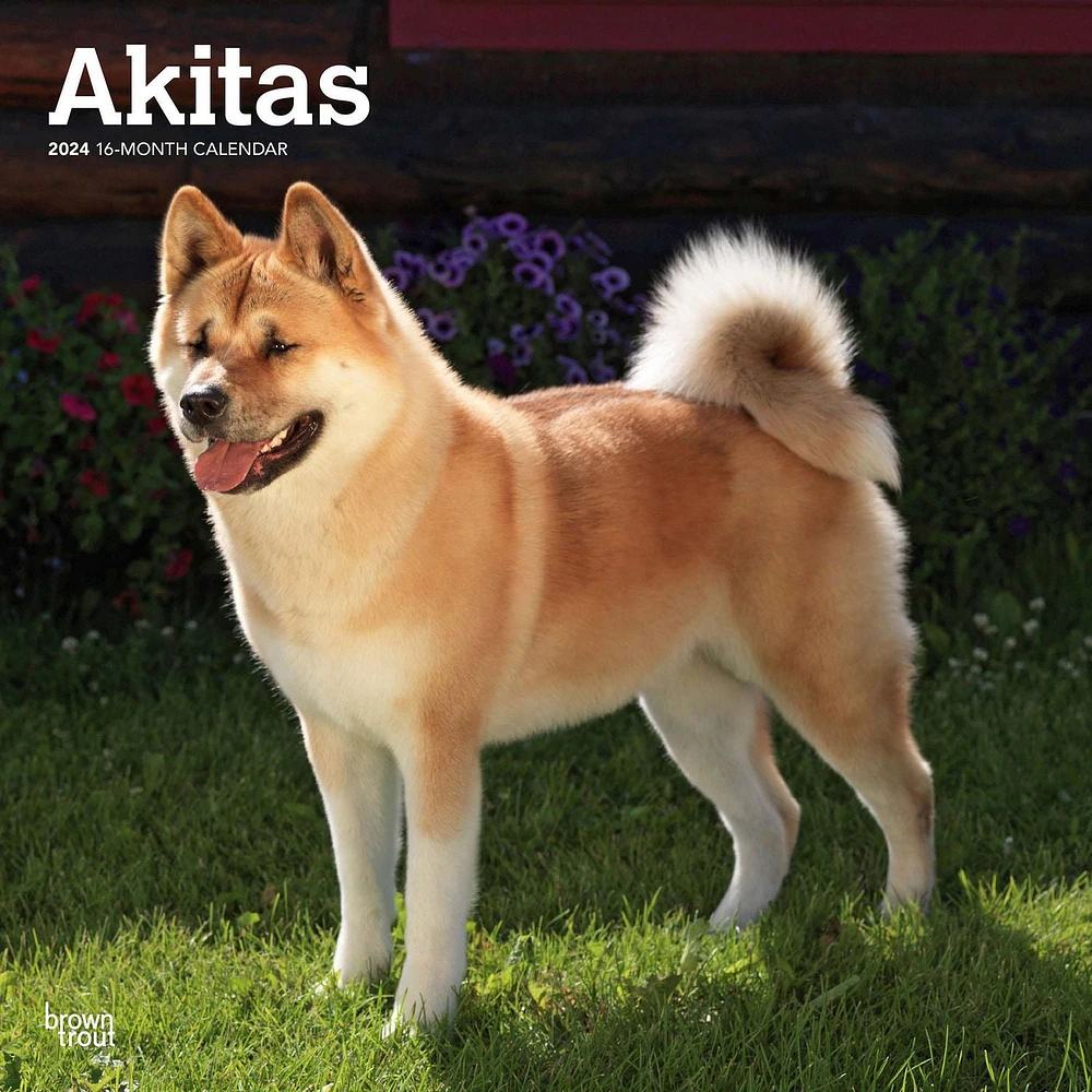 BrownTrout Akitas 2024 12x24 Inch Square Wall Calendar, 9781975467784