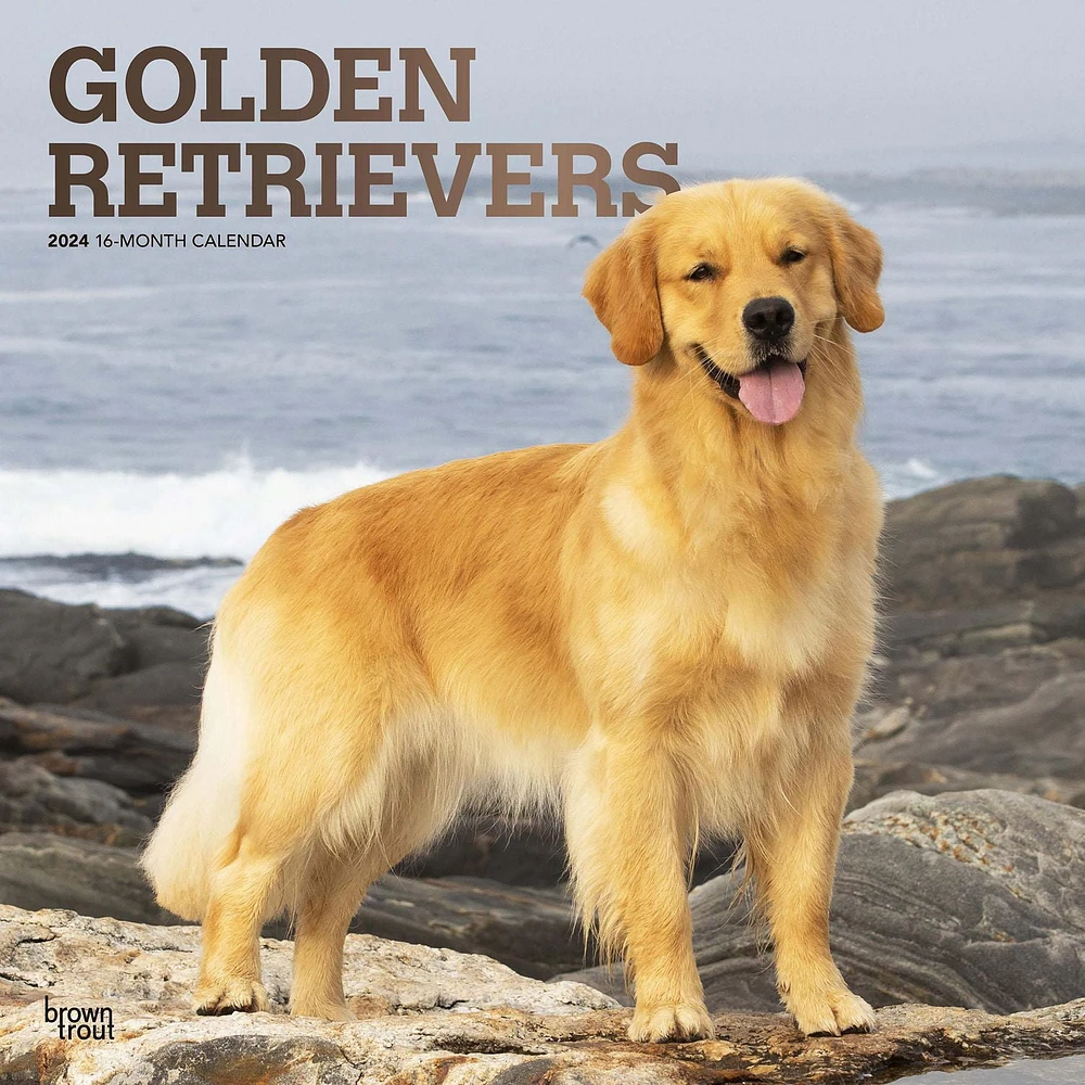 BrownTrout Golden Retrievers 2024 12x24 Inch Square Wall Calendar, 9781975462925