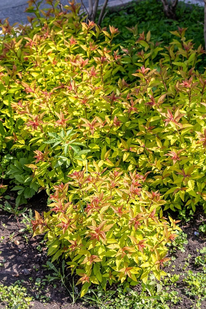 2 Gallon (7.5L) Goldflame Spirea Shrub