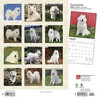 BrownTrout Samoyeds 2024 12x24 Inch Square Wall Calendar, 9781975464868