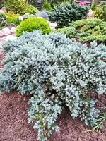 1 Gallon (3.8L) Evergreen Mix 6 Pack