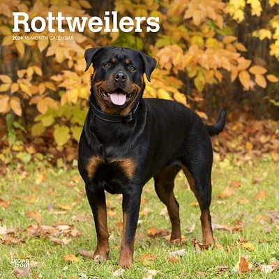 BrownTrout Rottweilers 2024 12x24 Inch Square Wall Calendar, 9781975464837