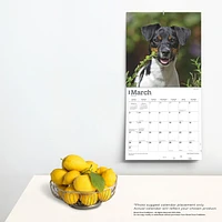 BrownTrout Jack Russell Terriers 2024 12x24 Inch Square Wall Calendar, 9781975463342