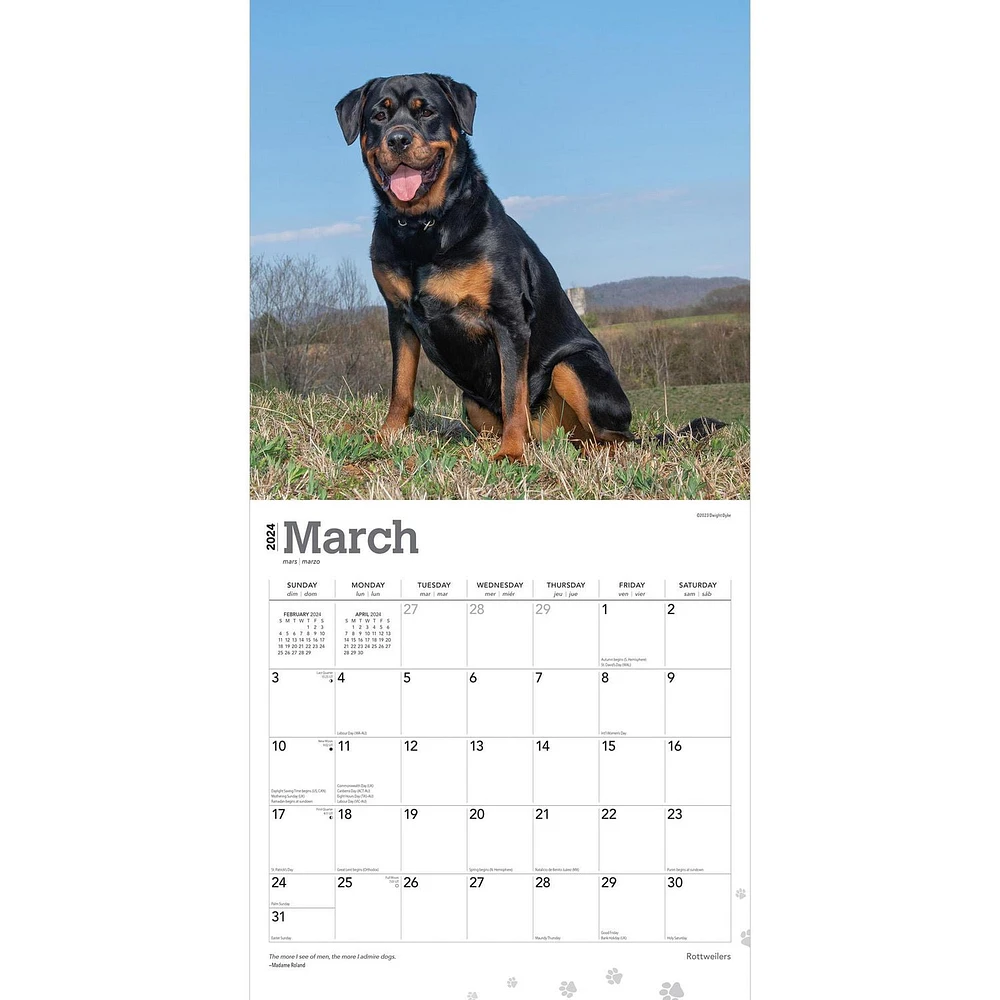 BrownTrout Rottweilers 2024 12x24 Inch Square Wall Calendar, 9781975464837