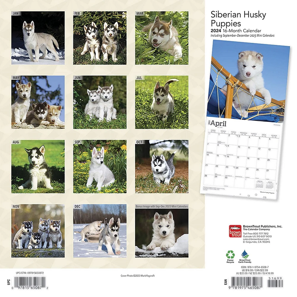 BrownTrout Siberian Husky Puppies 2024 12x24 Inch Square Wall Calendar, 9781975465087