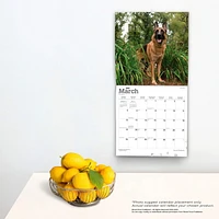 German Shepherds 2023 Square