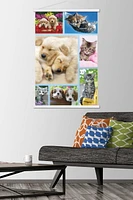 Keith Kimberlin - Collage de chiots et de chatons