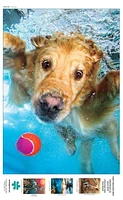 Buffalo Games - Le puzzle Underwater Dogs - Fetch!- en 500 pièces