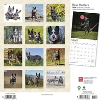 BrownTrout Blue Heelers 2024 12x24 Inch Square Wall Calendar, 9781975461836