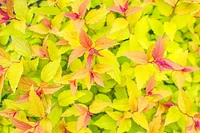 2 Gallon (7.5L) Goldflame Spirea Shrub