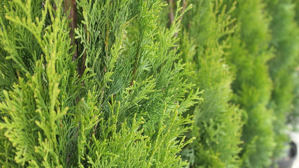 1 Gallon (3.8L) Evergreen Mix 6 Pack