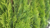 1 Gallon (3.8L) Evergreen Mix 6 Pack