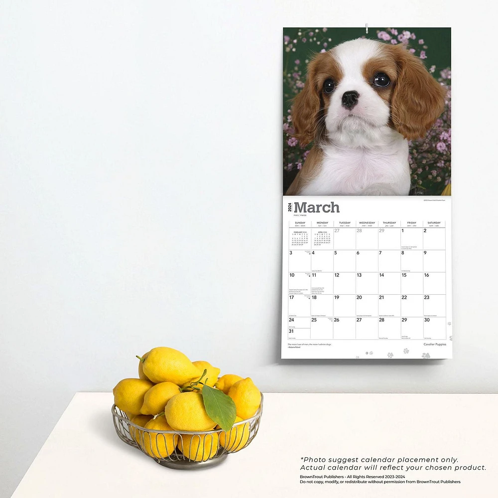 BrownTrout Cavalier King Charles Spaniel Puppies 2024 12x24 Inch Square Wall Calendar, 9781975462246