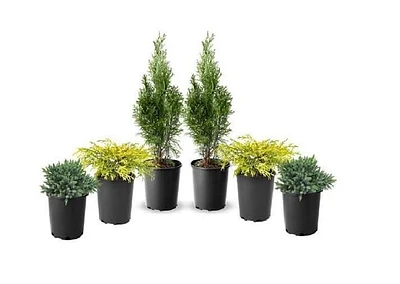 1 Gallon (3.8L) Evergreen Mix 6 Pack