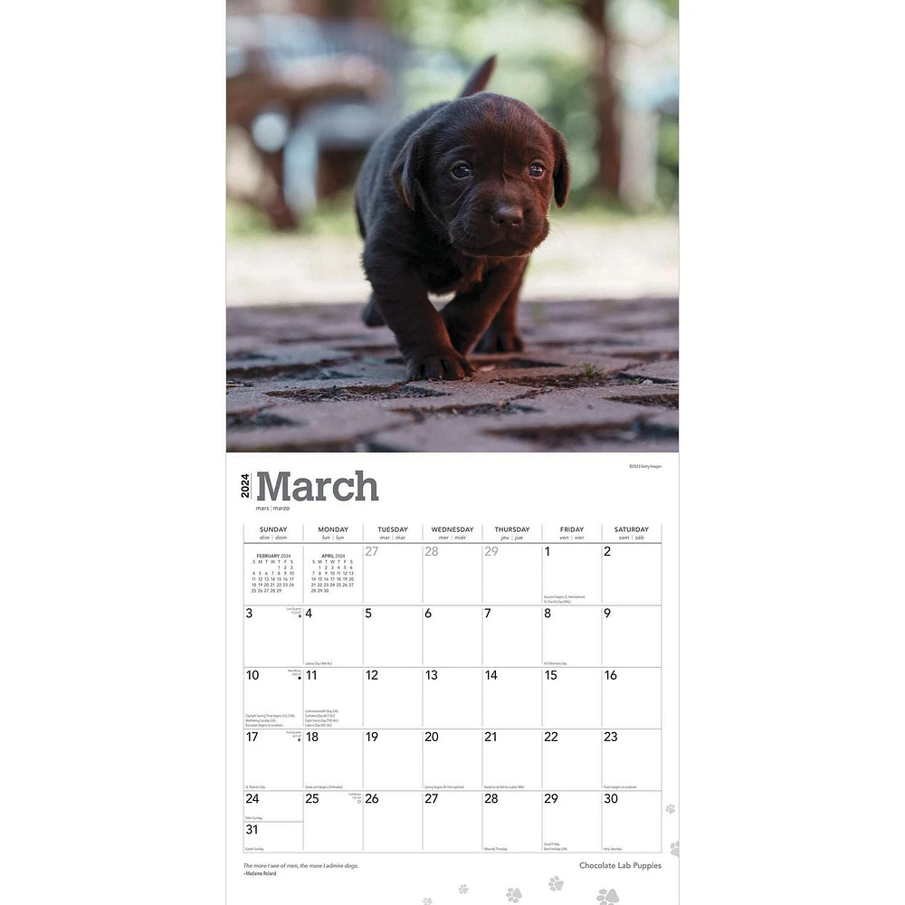 BrownTrout Chocolate Labrador Retriever Puppies 2024 12x24 Inch Square Wall Calendar, 9781975463564