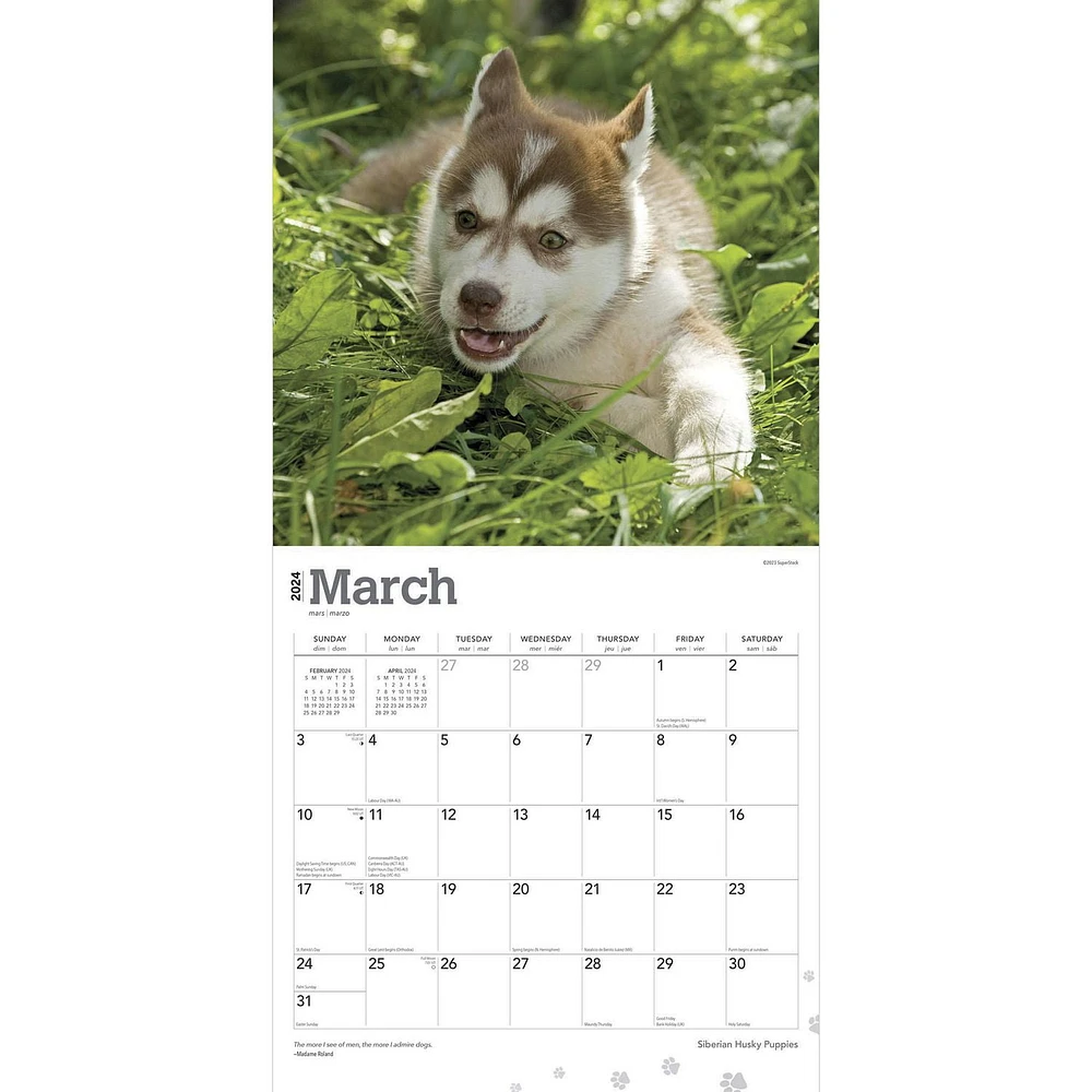 BrownTrout Siberian Husky Puppies 2024 12x24 Inch Square Wall Calendar, 9781975465087