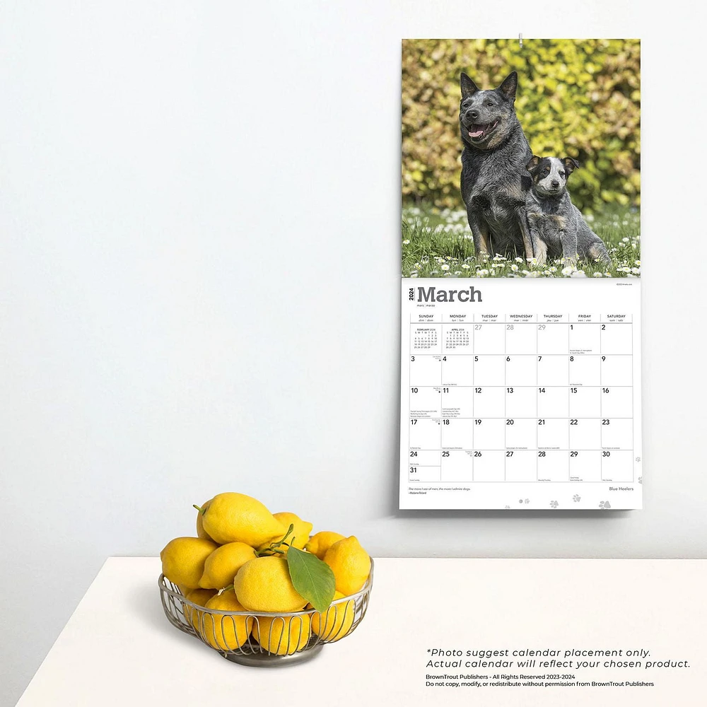 BrownTrout Blue Heelers 2024 12x24 Inch Square Wall Calendar, 9781975461836