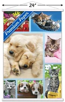 Keith Kimberlin - Collage de chiots et de chatons