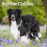 BrownTrout Border Collies 2024 12x24 Inch Square Wall Calendar, 9781975461874